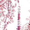 桜越しの東京タワー