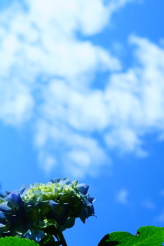 青空望む紫陽花
