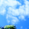 青空望む紫陽花