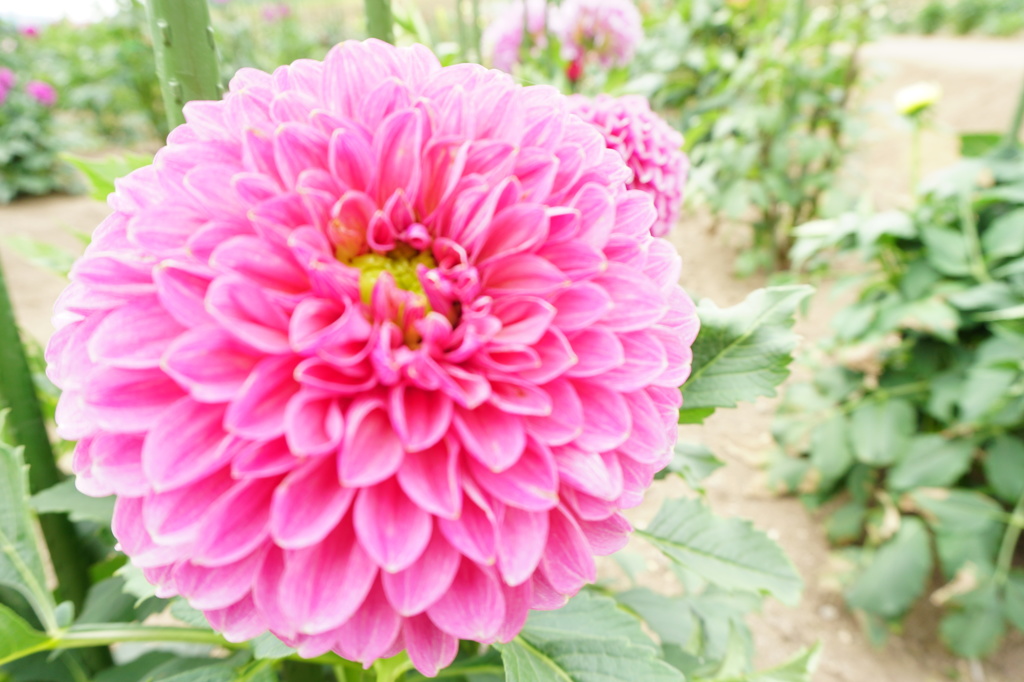 ダリア①～秋田国際ダリア園～