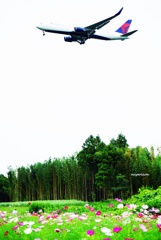 コスモス畑と飛行機