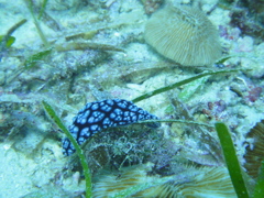 コイボウミウシ