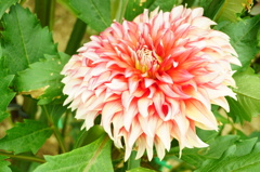 ダリア③~秋田国際ダリア園~