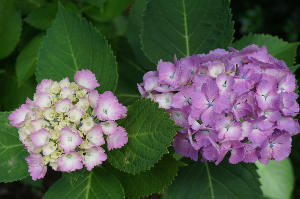 北鎌倉の紫陽花 2015.06.07