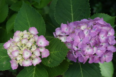 北鎌倉の紫陽花 2015.06.07