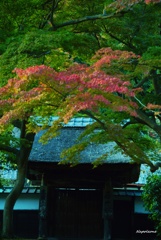 紅葉と建屋