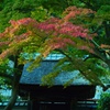 紅葉と建屋