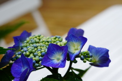 紫陽花から望むベンチ
