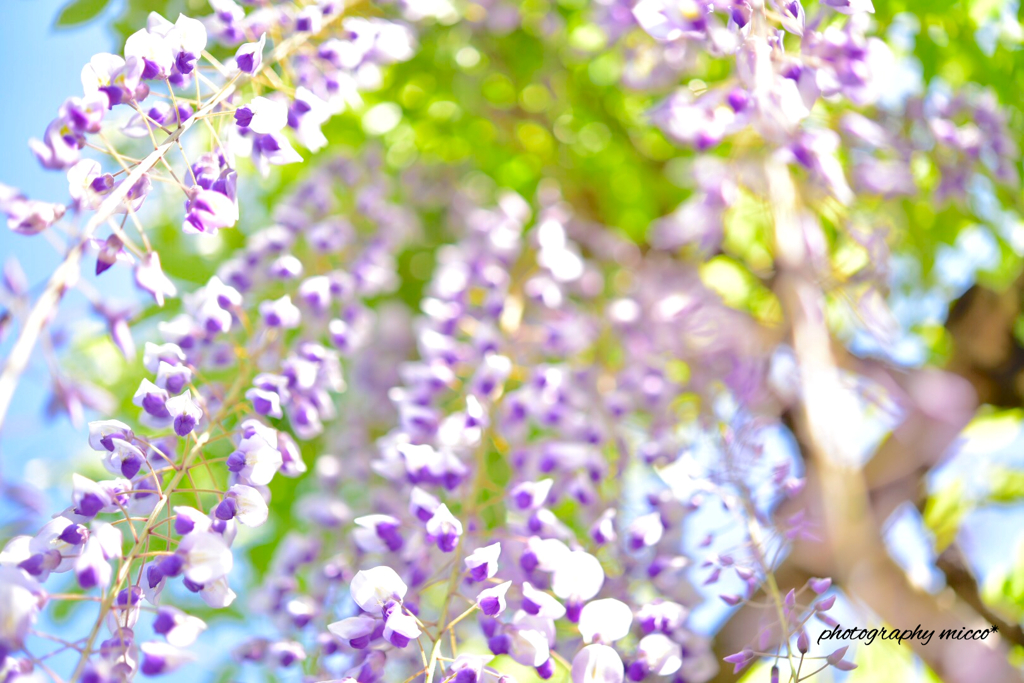 藤＊Wisteria trellis