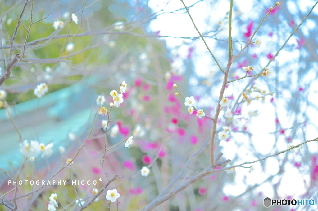 紅白ちらほらと…