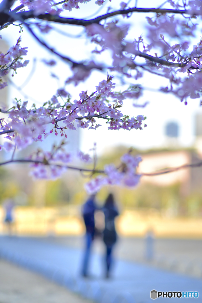 河津桜の咲く下で…
