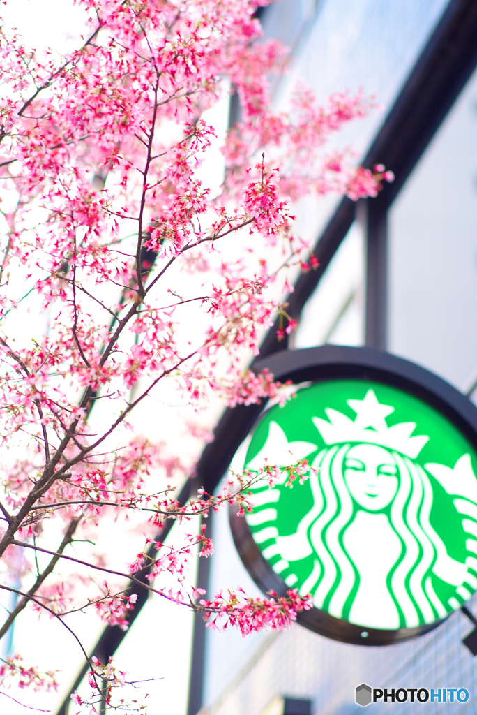 おかめ桜とスタバ