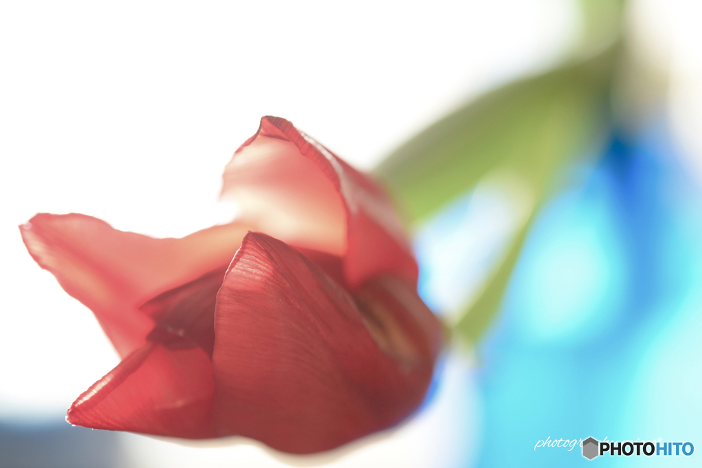 Lovely tulip＊