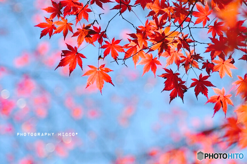 Autumn leaves