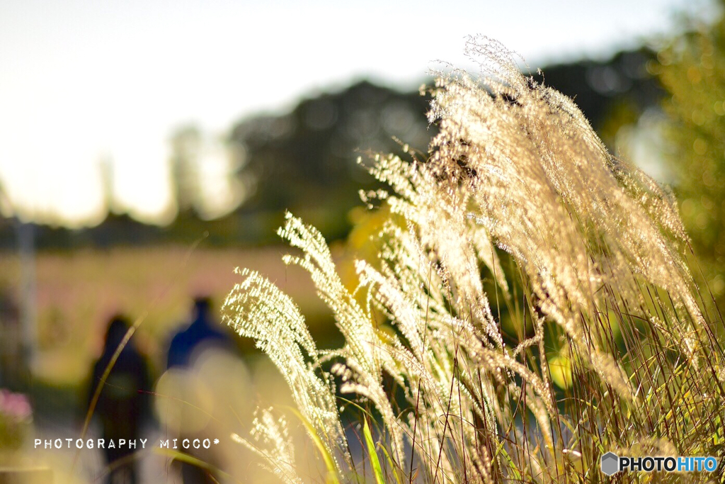 Autumn breeze