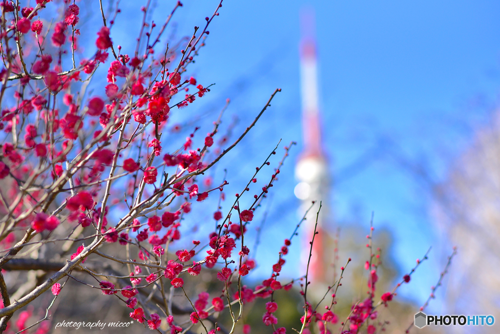 紅梅の先には東京タワー