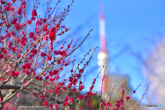 紅梅の先には東京タワー