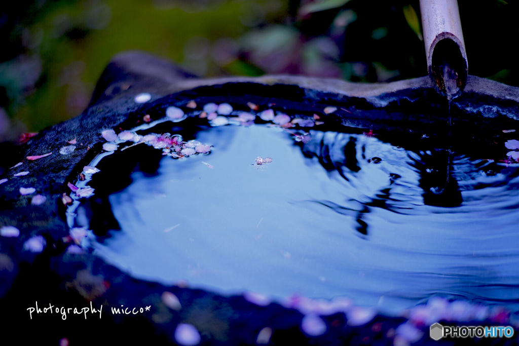水に浮かぶ桜の花びら＊