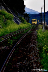 菜の花ときいろいローカル線