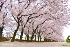 桜並木とピンクの絨毯