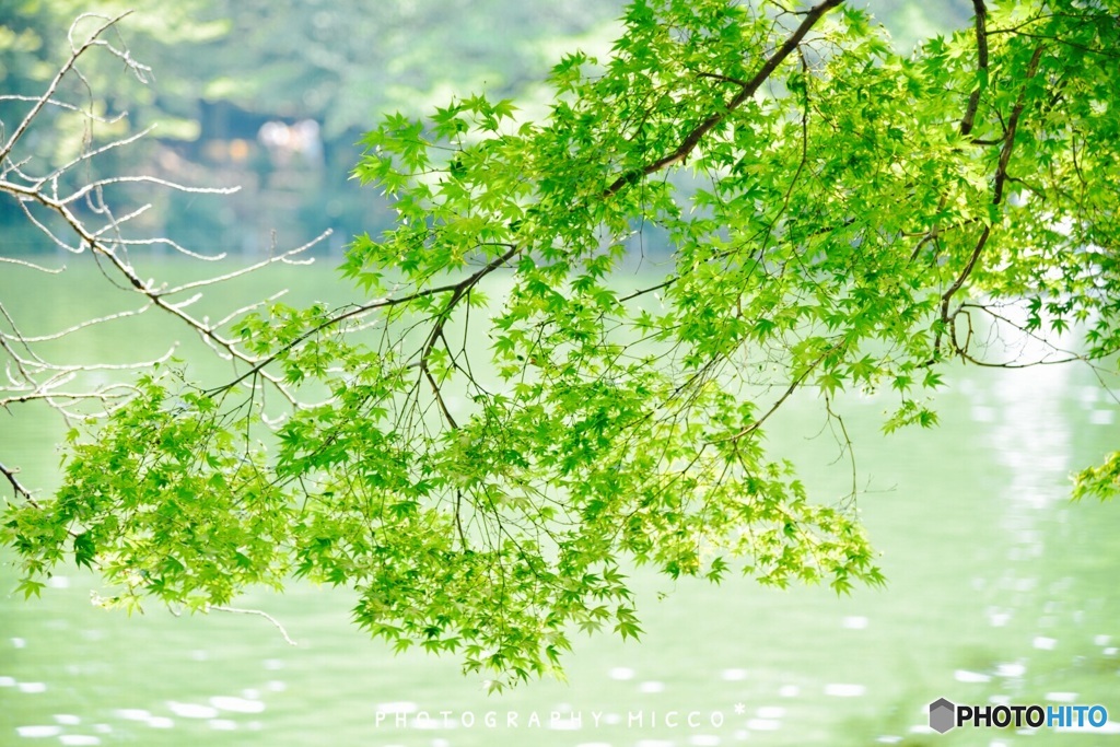 グリーンを愛でる…
