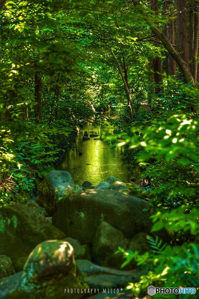 夏の小川