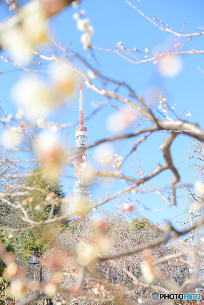 梅と東京タワー