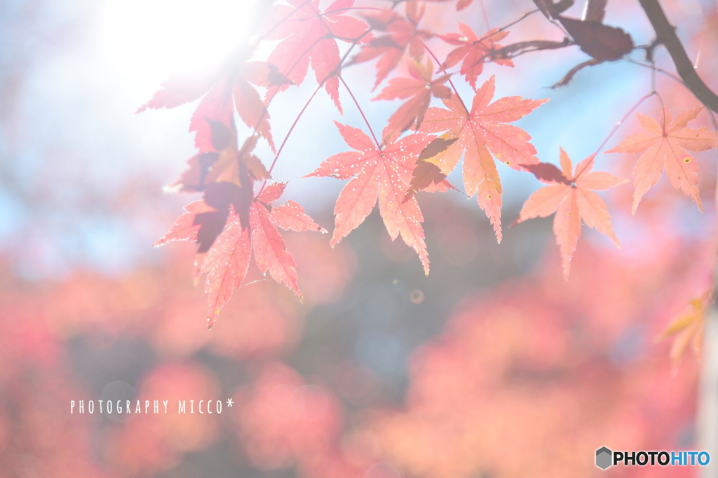 12月じゃないみたいな陽気