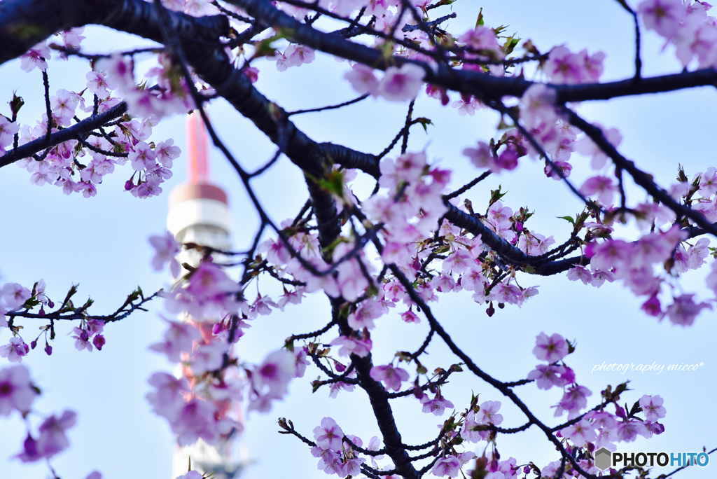 河津桜咲いてた…＊