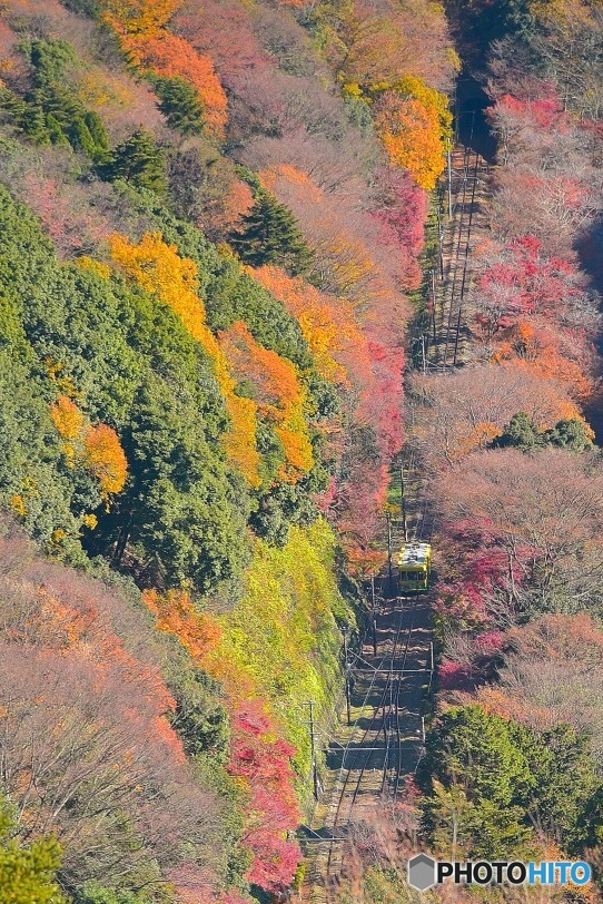 紅葉をかきわけて