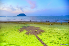 夏の海と 椰子の木の影