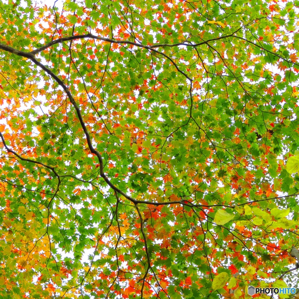 紅葉1