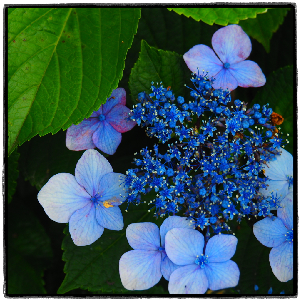 紫陽花