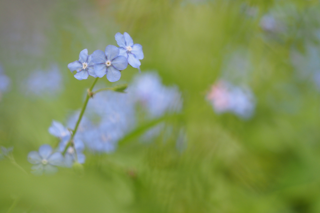 公園の山野草Ⅵ