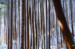 冬の杉林