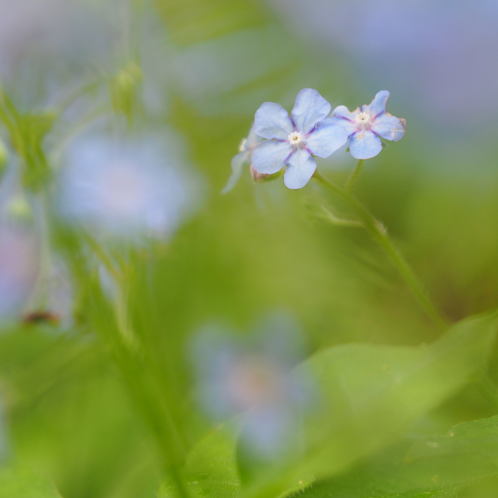 公園の山野草Ⅳ