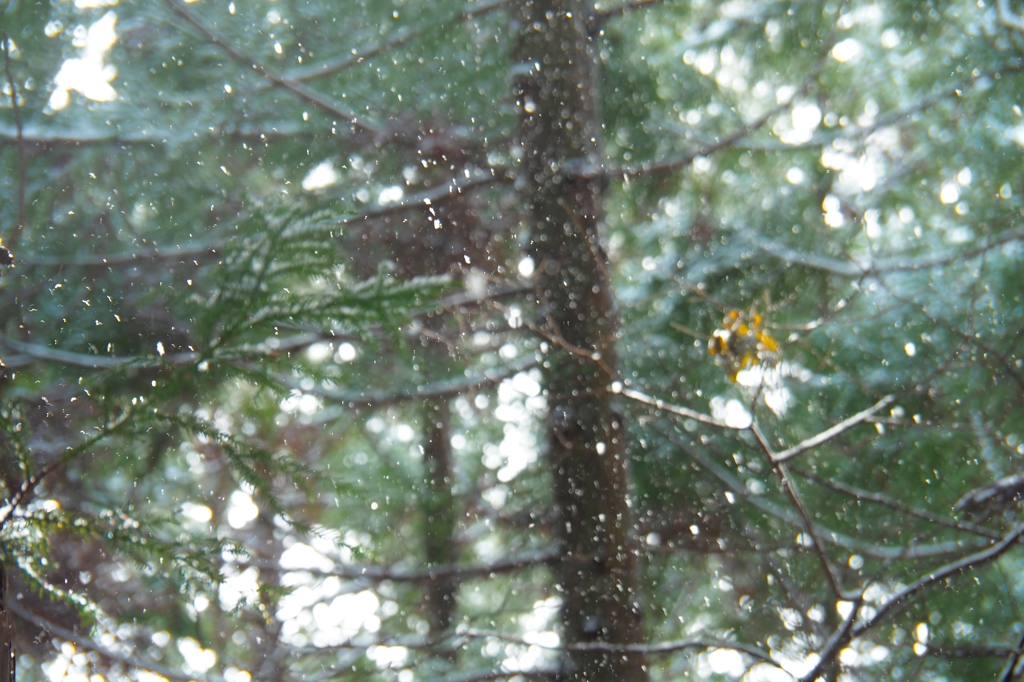 粉雪舞う