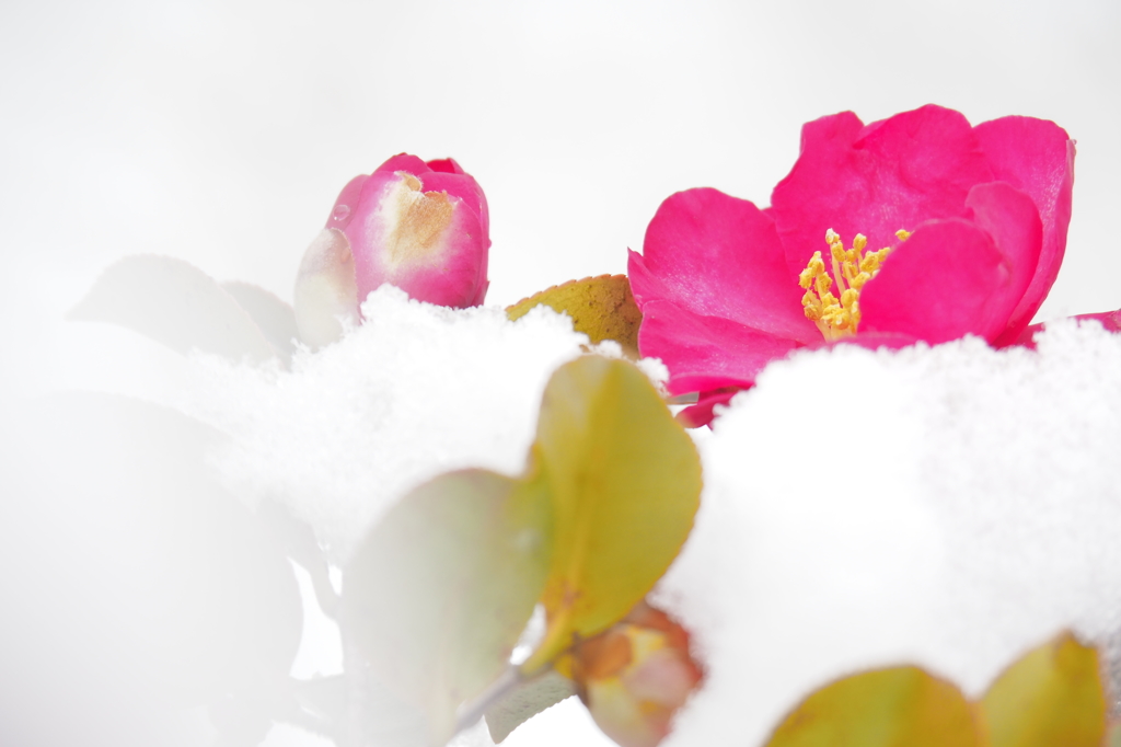 雪中のさざんか2