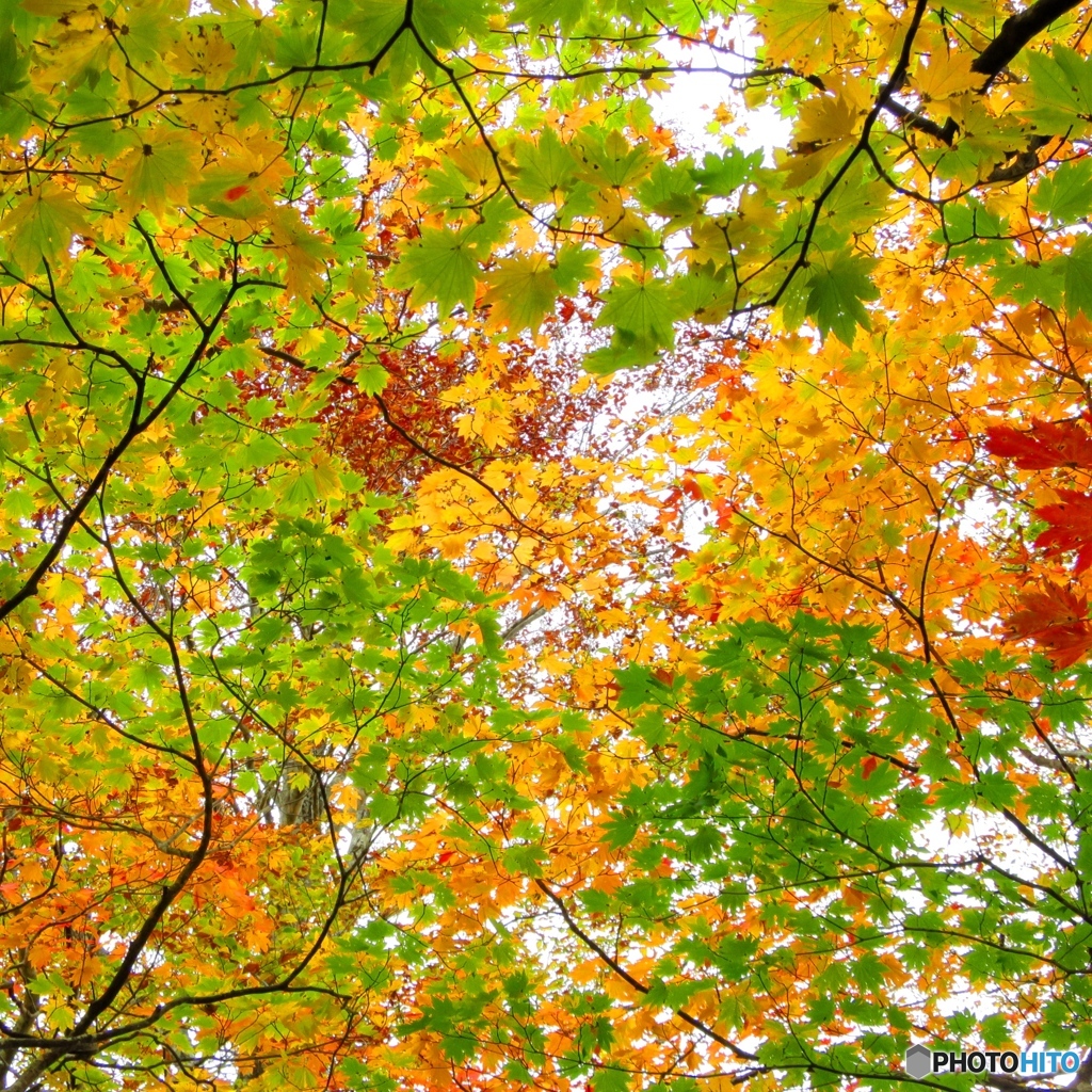紅葉6