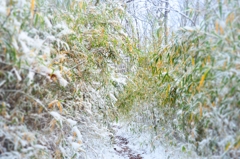 里山の登山道