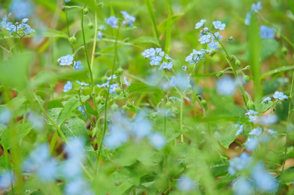 公園の山野草Ⅹ