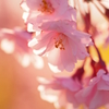 枝垂れ桜