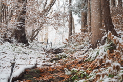 里山雪景1