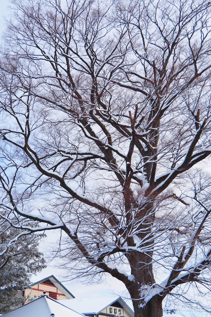 雪景色3