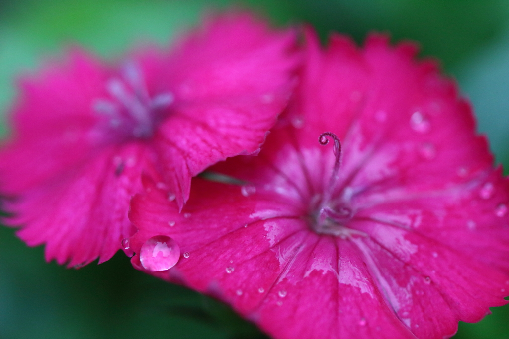 雨のあとに