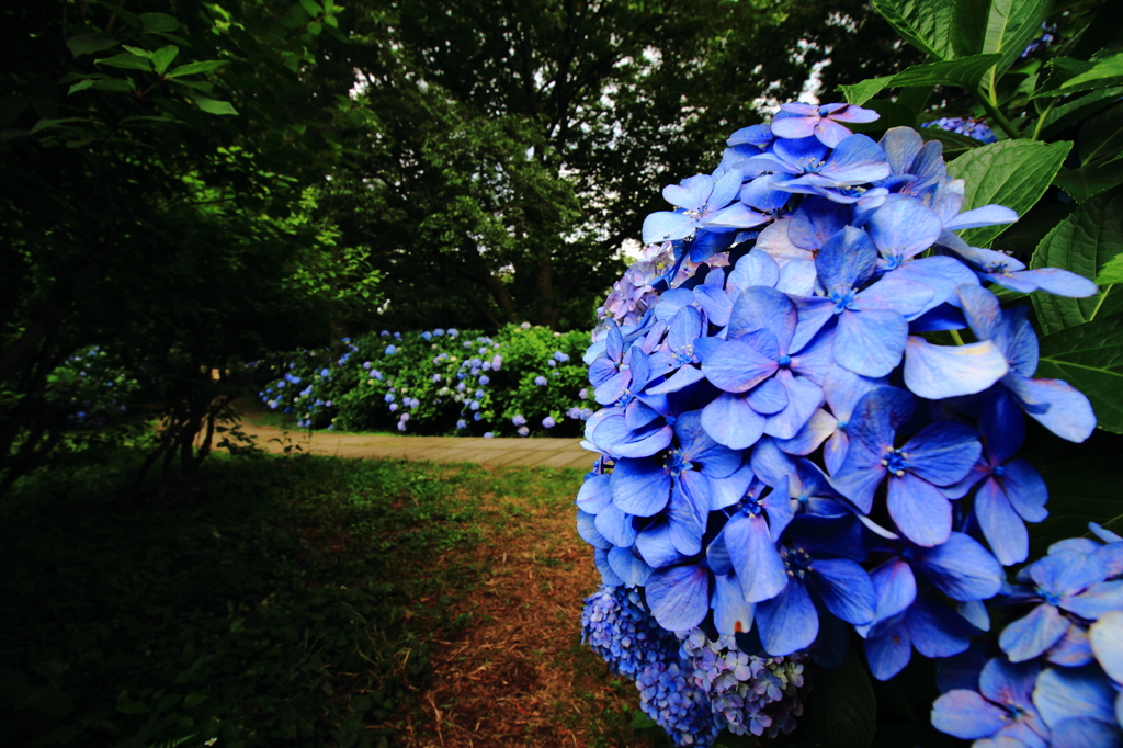 紫陽花の道