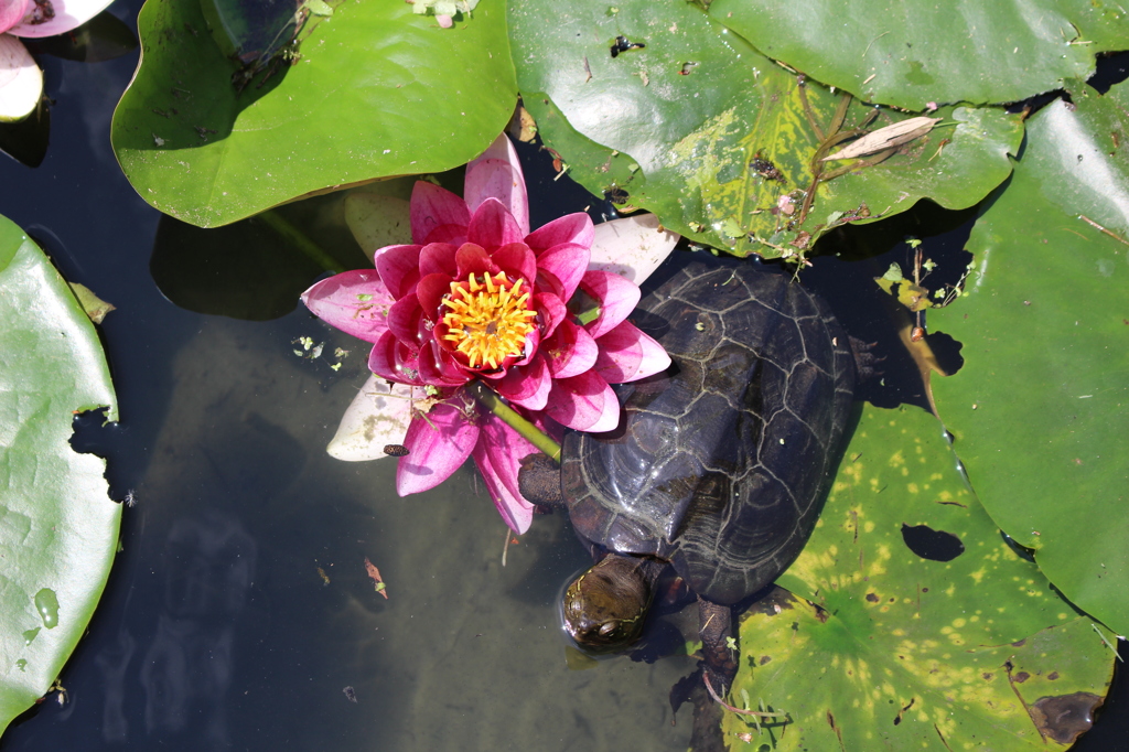 僕の花