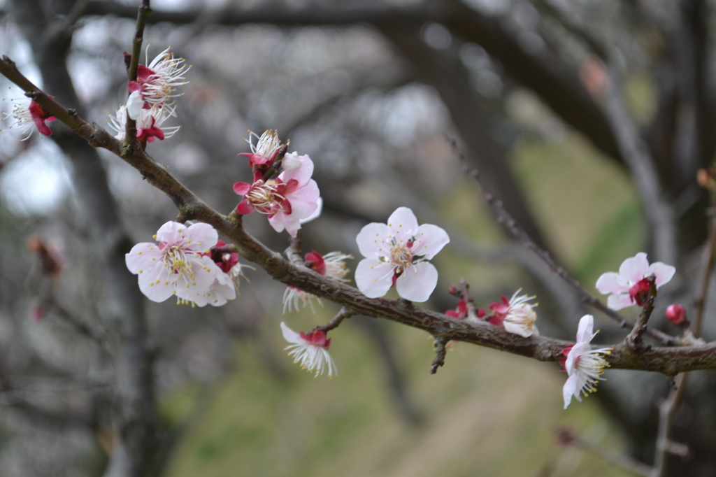 梅林公園③