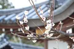 春はそこまで　②