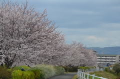 桜とユキヤナギ